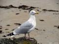Mouette